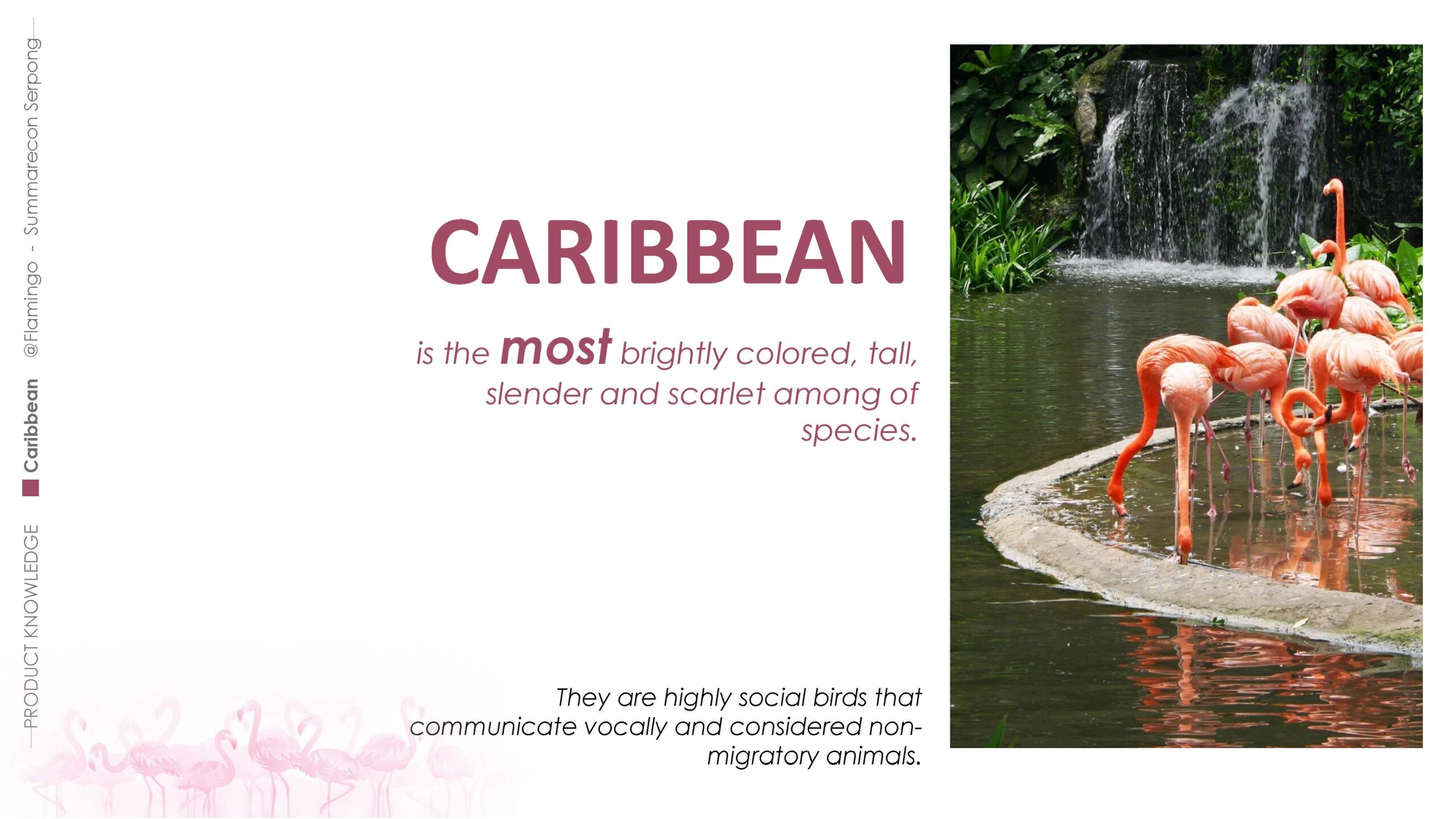 PK-Carribean-2021-Konsumen_Page_03